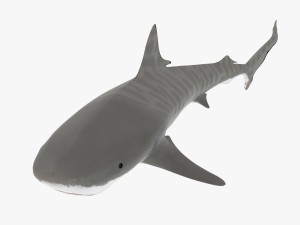 sharks collection 3D Model