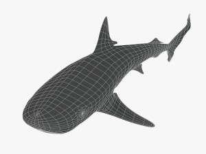 sharks collection 3D Model