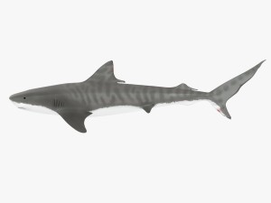 sharks collection 3D Model