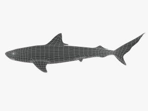 sharks collection 3D Model