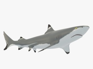 sharks collection 3D Model