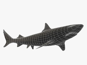 sharks collection 3D Model