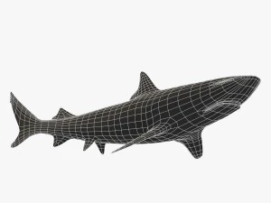 sharks collection 3D Model