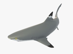 sharks collection 3D Model
