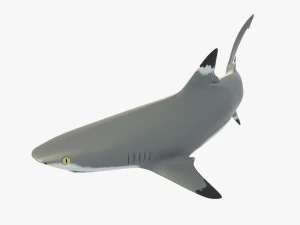 sharks collection 3D Model