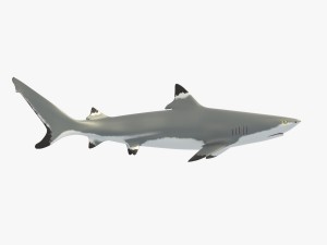 sharks collection 3D Model