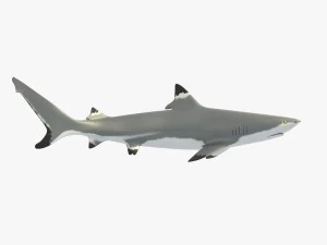 sharks collection 3D Model