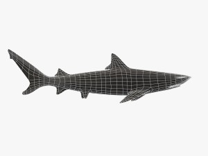 sharks collection 3D Model
