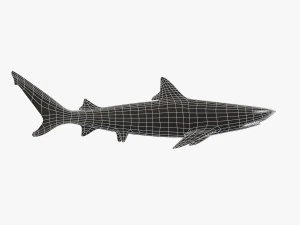 sharks collection 3D Model