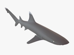 sharks collection 3D Model