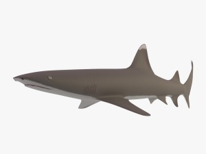 sharks collection 3D Model