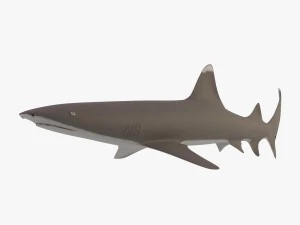 sharks collection 3D Model