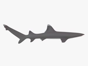 sharks collection 3D Model