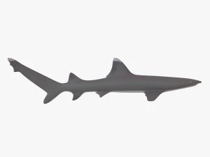 sharks collection 3D Model