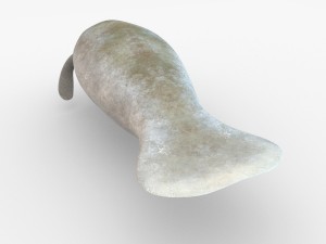 west indian manatee 3D Model