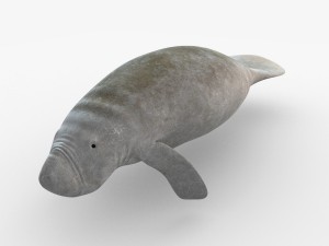 west indian manatee 3D Model