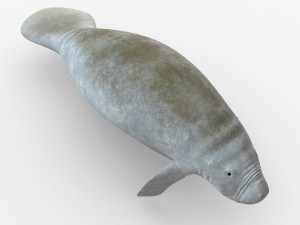 west indian manatee 3D Model