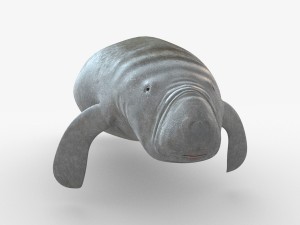 west indian manatee 3D Model