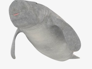 west indian manatee 3D Model
