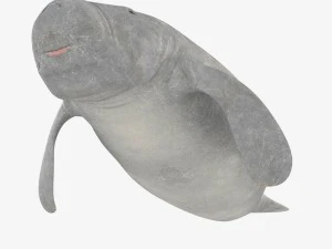 west indian manatee 3D Model