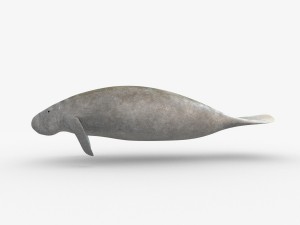 west indian manatee 3D Model