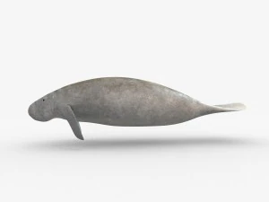 west indian manatee 3D Model