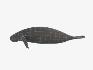 west indian manatee 3D Model