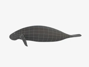 west indian manatee 3D Model