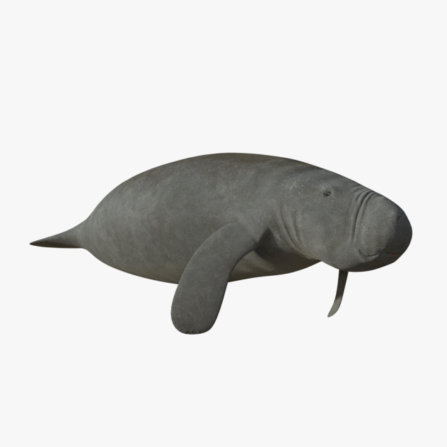 west indian manatee 3D Model .c4d .max .obj .3ds .fbx .stl .blend 