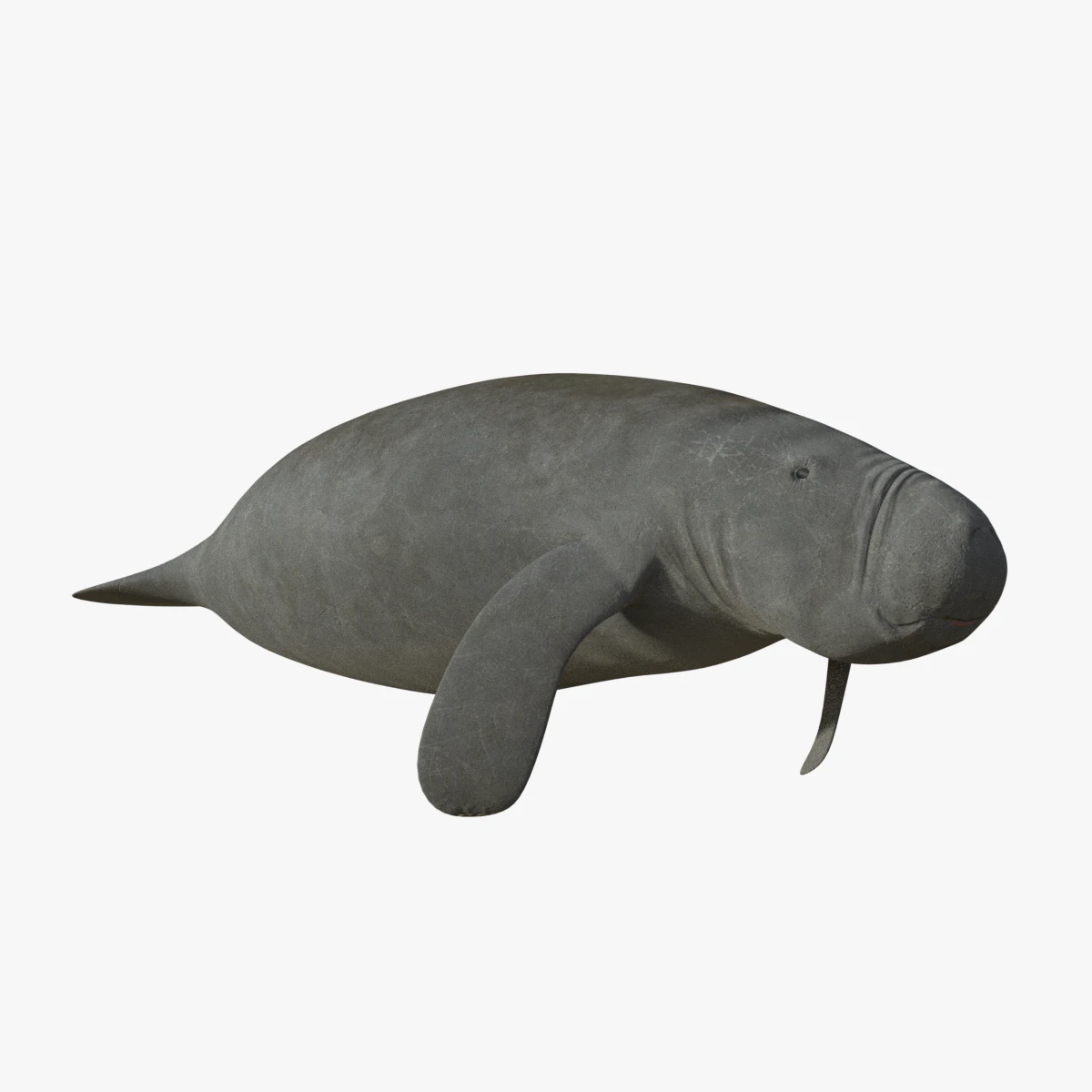 west indian manatee 3D Model .c4d .max .obj .3ds .fbx .stl .blend