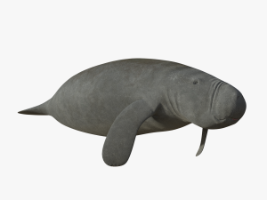 west indian manatee 3D Model