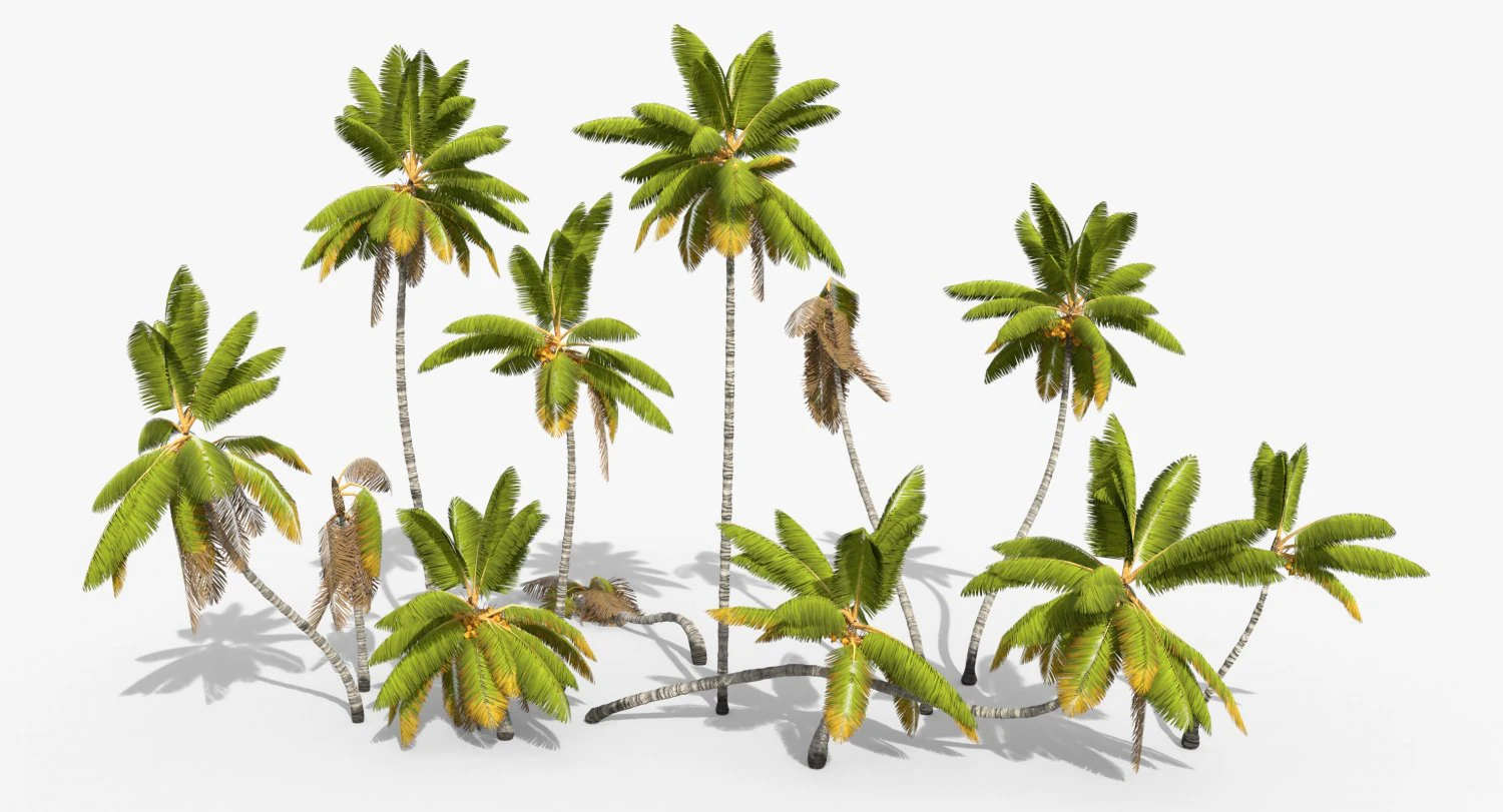 coconut palm trees asset 1 3D Model .c4d .max .obj .3ds .fbx .stl .blend