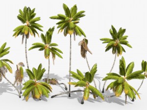 coconut palm trees asset 1 3D Model