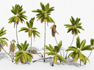 coconut palm trees asset 1 3Dモデル