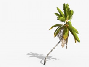 coconut palm trees asset 1 Modèle 3D