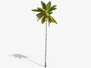 coconut palm trees asset 1 Modèle 3D