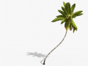 coconut palm trees asset 1 Modèle 3D