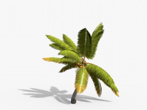 coconut palm trees asset 1 Modèle 3D