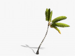 coconut palm trees asset 1 Modèle 3D