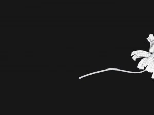 coconut palm trees asset 1 3D Model