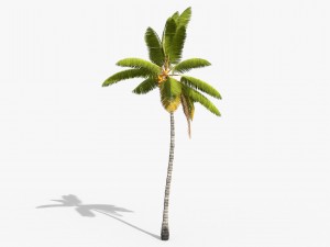 coconut palm trees asset 1 Modèle 3D