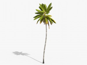 coconut palm trees asset 1 Modèle 3D