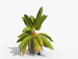 coconut palm trees asset 1 Modèle 3D