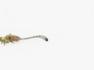 coconut palm trees asset 1 3D Model
