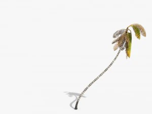 coconut palm trees asset 1 3D Model