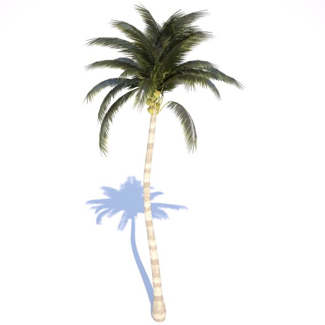 coconut palm tree med poly 3D-Modell .c4d .max .obj .3ds .fbx .stl .blend 