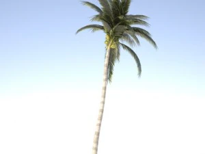 coconut palm tree med poly 3D Model