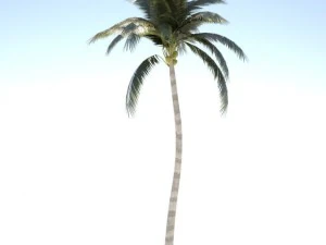 coconut palm tree med poly 3D Model
