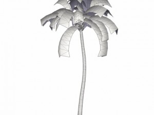coconut palm tree med poly 3D-Modell