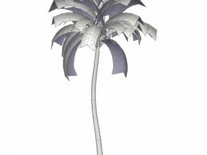 coconut palm tree med poly 3D-Modell